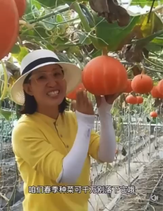 Benih Labu Berangan Merah (12 Seeds)/红板栗南瓜籽 /Red Chestnut Pumpkin Seeds