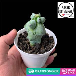 Tanaman kaktus Susu free pot dan media