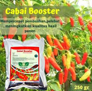 Pupuk Organik Cabe Booster Pelebat Cabai Serbuk Terbaik Agar Cepat Berbuah lebat