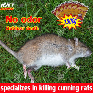 specializes in killing cunning rats rat killer poison Outdoor death no odor mouse trap daga sa big lason pellet food ng mice powder bait mabisang dora spray pang rats home smallrepellentcatcherpamatay gluebahaypelletskillingkellerakitapestcontrolsticky