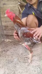 5 วันก่อนชน พลังเหลือล้น บินดี ตีหนัก สะสมพลังงาน เพชรดำ 1 กระปุก พลังเหลือล้น กล้ามแน่น สินค้าพร้อมจัดส่งใน 1 วัน