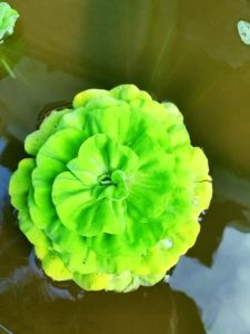 Kiambang Rose Water Lettuce (Floating plant) kiambang ros guppy bettaa