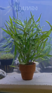 ฝอยทอง ไม้น้ำ แต่งตู้ปลา หรือ อ่างบัว ปลูกง่าย เขียวสด โตเร็ว ใส่กระถางดินเผาสีส้ม พร้อมปลูก