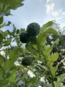 ต้นมะกรูด มะขุน มะขูด 💥 1ต้น สูง 65-80 ซม. ✅ (ภาคเหนือ) มะขู (กะเหรี่ยง-แม่ฮ่องสอน) ส้มกรูด ส้มมั่วผี (ภาคใต้). ลักษณะทางพฤกษศาสตร์ : ไม้ต้นขนาดเล็ก สูง 2-8 เมตร เปลือกต้นเรียบ สีน้ำตาล มีหนามเล็กน้อย