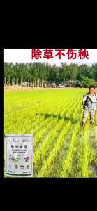 🌾ไม่ทำร้ายข้าว!🌾 ยาคุมหญ้าข้าว คุมฆ่าในนาข้าว ยาคุมหญ้าข้าว 1ฟรี4 เข้มข้นสุดๆ 10g ประหยัดข้าวจากวัชพืช เห็นผลรวดเร็ว ระยะเวลานาน (1ชุด ผสมน้ำ60catties) วัชพืชในนาข้าวต่างๆ หญ้าข้าวนก หญ้าหูหนู สารกำจัดวัชพืช คุมเลนนาข้าว ยาคุมหญ้า กำจัดวัชพืชดื้อยา