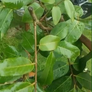 Bibit Buah Kelengkeng Puangray Elegan