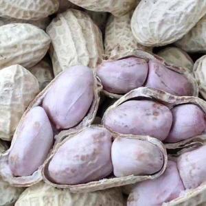 Salty Garlic Flavored Peanuts