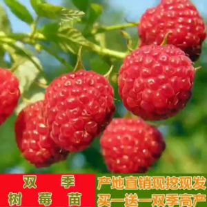 【4.4万人收藏】双季树莓覆盆子树苗树莓苗黄黑红树莓苗南北方盆栽地栽果树苗