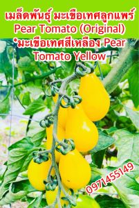เมล็ดพันธุ์ มะเขือเทศลูกแพร์ Pear Tomato (Original) *มะเขือเทศสีเหลือง Pear Tomato Yellow สายพันธุ์ OP จำนวน100เมล็ด