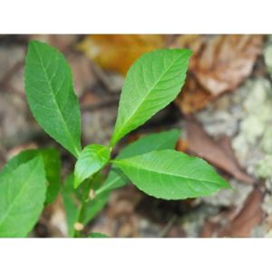 1kg cây bông nách cỏ lá xoài