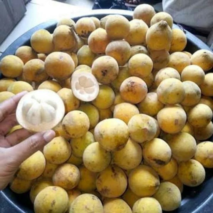 Buah kecapi segar 1kg