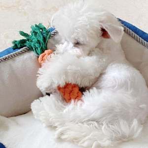Carrot Tug of War Dog Toy Chew Proof Boredom Buster Rope Knot Pulling Puppy Teddy Small Dog Pet Teeth Grinding Toys