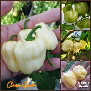5 BUTIR BIJI/BENIH CABE WHITE GIANT HABANERO