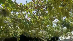 Combo 2 cây nho giống ngón tay đen không hạt+ ngón tay đỏ ( tặng kèm phân bón và tài liệu hướng dẫn cách trồng)