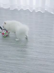 Dog Toy Durable Interactive Pet Football with Grab Tabs Dog Outdoor Training Soccer Bite Chew Balls(Include inflator)