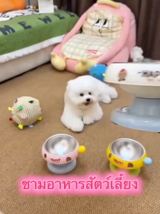 ชามอาหารสัตว์เลี้ยง ยกสูง ชามสแตนเลส ทรงไอติมสุดน่ารัก ถ้วยหมา ถ้วยแมว