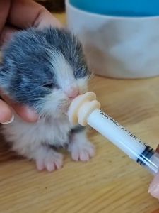 จุกนมกระรอก จุกนมลูกแมว จุกนมแรกเกิด จุกป้อนนมแมว จุกป้อนนมสัตว์ จุกนมแมว จุกป้อนนมสัตว์เล็ก