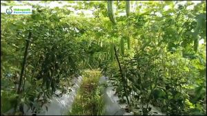 Benih Pare Paria Hibrida LIPA Isi 7 Butir Cap Panah Merah