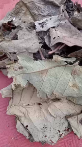 Daun Bintinu Kering / Obat Herbal Daun Bintinu Kering Alami