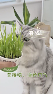 Lon trồng cỏ mèo tươi cho Mèo hỗ trợ tiêu hóa tiêu búi lông (mẫu mới) - Love Pets Shop