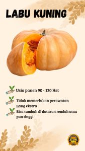 Benih biji Labu kuning isi (40 butir) Bibit labu kuning