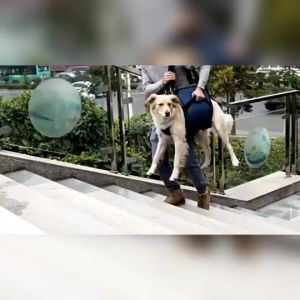 ผ้าพยุงสัตว์เลี้ยง แบบยกทั้งตัวHongKong60