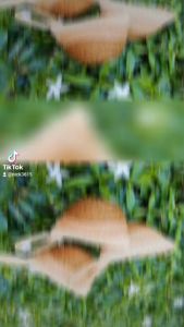 กระเป๋าสตางค์ 1 ใบ  ป่านศรนารายณ์