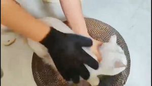 PETRADISE Pet Grooming Glove Deshedding Hair Remover Fur/Penggosok Bulu Kucing (Right Hand)