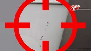 [Magic 101] Penghalau Cicak 5L / Magic101 Lizard Repellent/Penghalau Cicak/Insect repellent Cockroaches Ants Flies 5 Liter