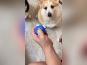 Smart Dog Toy Ball Automatic Moving Bouncing Rolling Ball for Small Medium Dog Cat Toy Ball