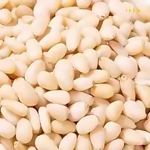 Fresh Northeastern Big Size Premium Commercial Baking Pine Nuts