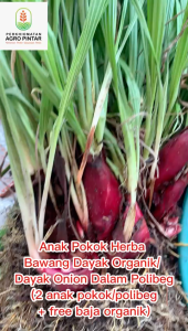 Anak Pokok Herba Bawang Dayak Organik/ Dayak Onion Dalam Polibeg + free baja organik 独脚丝茅苗(小红葱 穷人的田七)