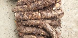 Củ bạc hà núi -núi Cấm An Giang 10kg