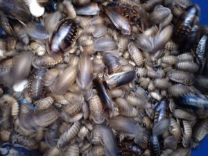 varios size dubia roach dubia roach live dubia for sugar glider lizard gecko