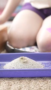 the best cat litter PASIR SEWANGI-12/6 LT-PASIR MURAH GUMPAL WANGIPASIR KUCING