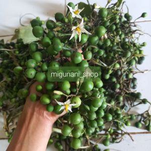 Buah cepokak tekokak 250 gram takokak pokak terong pipit cepimpik lalapan herbal sayur organik original
