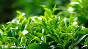 Trà xanh Tân cương Thái nguyên đặc sản 100 Gr Thơm Ngon Đậm Nước Hương Nhài Đóng Gói Hút Chân Không - Thiên Hương Trà