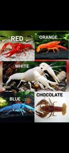 Paket Hemat spesial Lobster 5 EKOR dan 10 EKOR 5 jenis 5 warna berkualitas Lobster Hias aquarium Aquascape