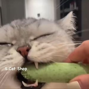 หญ้าแมว ฟรี ช่วยขัดฟัน กำจัดก้อนขน หญ้าแมว อัดแท่ง ต้นอ่อนข้าวสาลี ขนมแมว หญ้าที่มีคุณภาพ และสวยงาม หนังสือลับน้ำเงิน และพื้นฐานที่สวยงาม