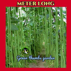 SITAW SEEDS 1 METER LONG (STRING BEANS)