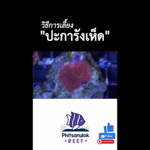 GOLDEN LEOPARD RHODACTIS เหลืองจุดลายเสือดาวสวยๆ ตกแต่ง สำหรับตู้ปลาทะเลเท่านั้น