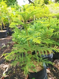 Araucaria Heterophylla