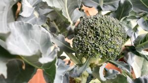 10 SEEDS - F1 BROCCOLI SEEDS/GREEN TOP VARIETY/HYBRID/FIRM FLOWER/EASY TO GROW/MORE PROFIT