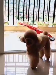Dog & Cat Rocking Chair Pet Rocking Bed Spring Recliner Portable Puppy Nest Folding House Comfort 狗狗摇摇椅子宠物摇床弹簧躺椅