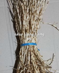 akar alang alang segar original 500 gram