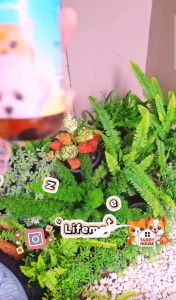 (250มล.) Lifemate แชมพู และสเปรย์ดับกลิ่น สำหรับสุนัขและแมว ปลอดภัยต่อสัตว์เลี้ยง สามารถเลียขนได้