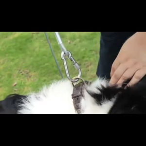 3M Pet Leash Steel Dog Leash Dog Leash Heavy Duty Dog German Shepherd Dog Rope for Big Dog