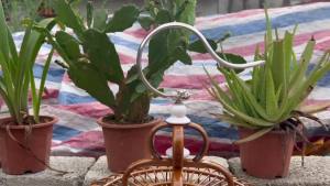 Bird Cage With Divider Birdcage Bird Cage Luxury Parrot Cage Bird Cage For Parrot Cage Universal Bamboo Cage Female Bird Cage Full Set Cage 28 Female Cage 鸟笼子