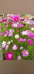 Hạt Giống Hoa Cúc Sao Nhái Kép Mix đa màu đa sắc vẻ đẹp mê mẩn không rời 20gr Minh Hân Garden