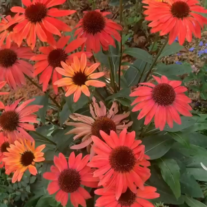 "Gói 50 "Hạt giống hoa cúc trái thông gói [Seeds]